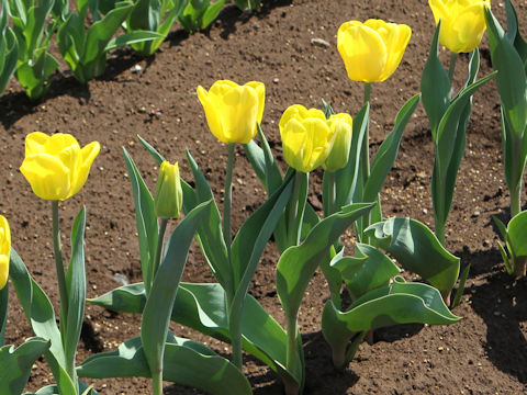 Tulipa cv. Caractere）