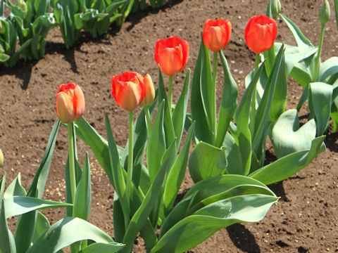 Tulipa cv. Hans Dijkstal