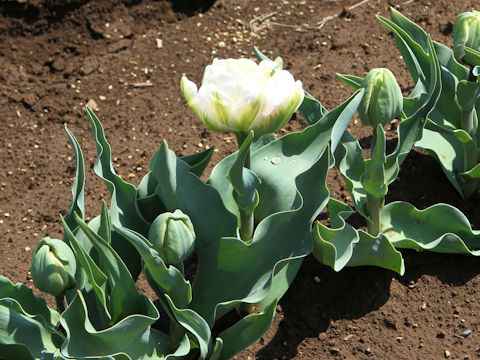 Tulipa cv. Finola
