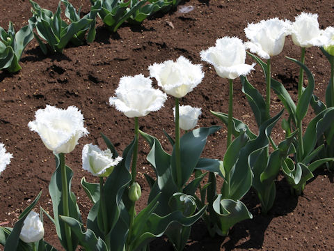 Tulipa cv. Honeymoon