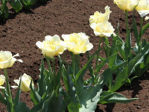 Tulipa cv. Silk Road
