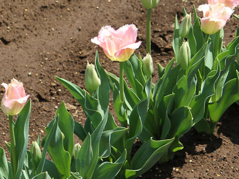 Tulipa cv. Fancy Frills