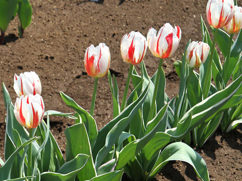 Tulipa cv. Happy Generation