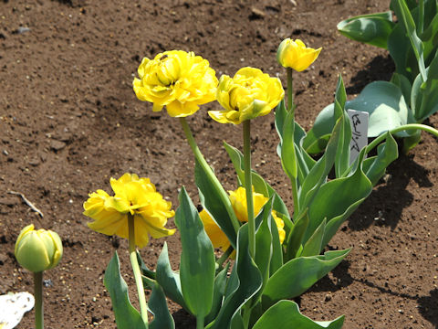 Tulipa cv. Yellow Pomponette