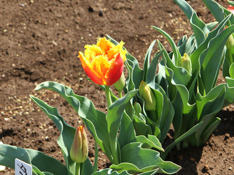 Tulipa cv. Davenport