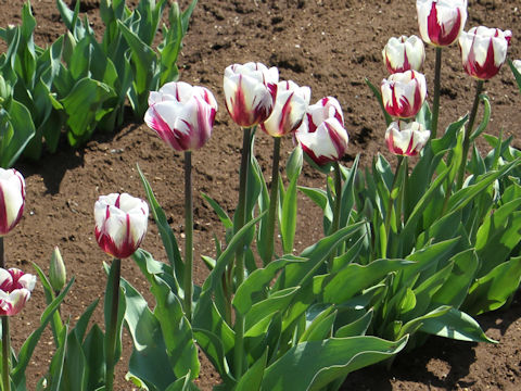 Tulipa cv. Rem's Favorite