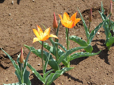 Tulipa cv. Ballerina