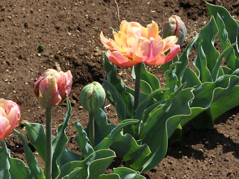 Tulipa cv. Pink Star
