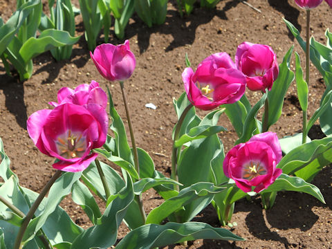 Tulipa cv. Negrita
