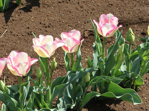 Tulipa cv. Del Piero