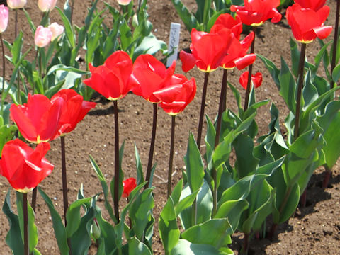 Tulipa cv. Fostery King