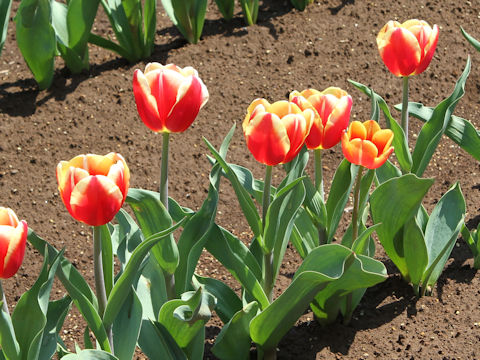 Tulipa cv. Leen van der Mark