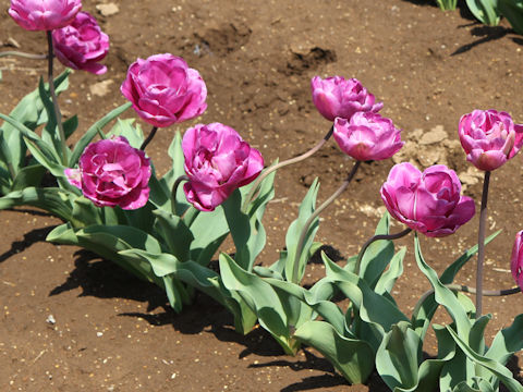 Tulipa cv. Blue Diamond