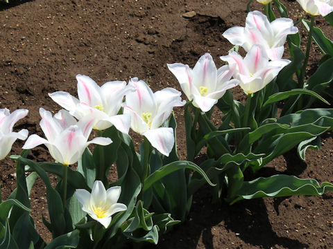 Tulipa cv. Holland Chic
