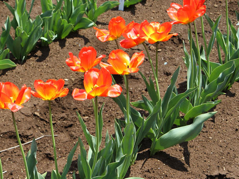 Tulipa cv. Daydream