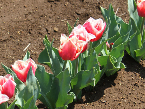 Tulipa cv. Canasta