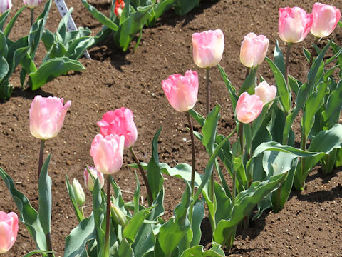 Tulipa cv. Gander's Rapsody