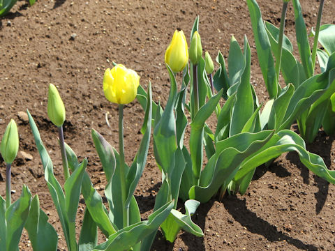 Tulipa cv. Janvan Neis