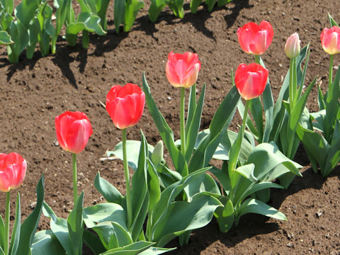 Tulipa cv. Judith Leyster