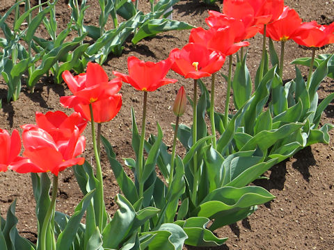 Tulipa cv. Apeldoorn Elite