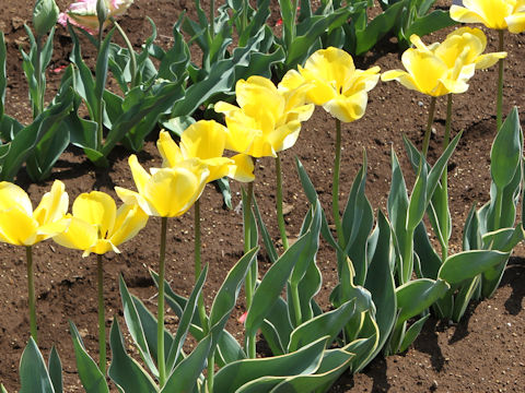 Tulipa cv. Jaap Groot