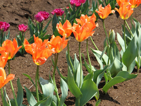 Tulipa cv. Orange Emperor