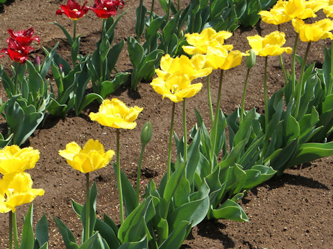 Tulipa cv. Crystal Star