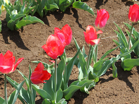 Tulipa cv. Pink Cup