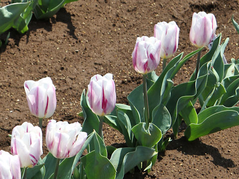 Tulipa cv. Flaming Flag