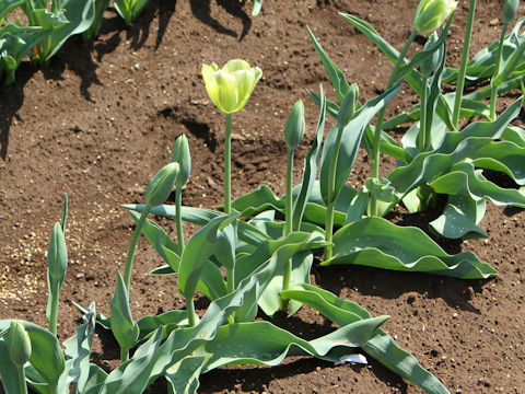 Tulipa cv. Spring Green