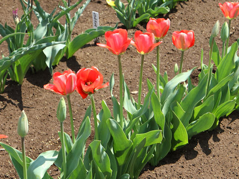 Tulipa cv. Spring Song