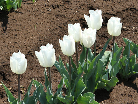 Tulipa cv. White Marvel