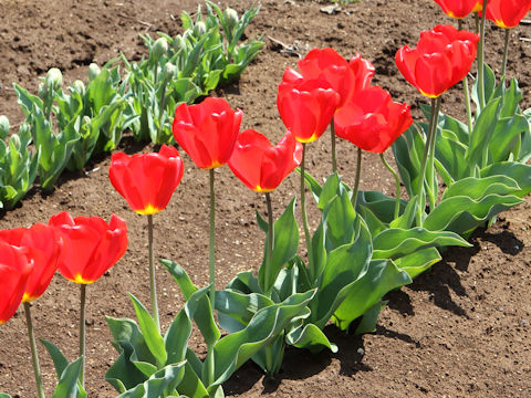 Tulipa cv. Oxford