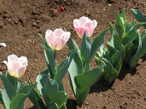 Tulipa cv. Dallas