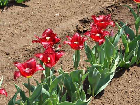 Tulipa cv. Pacific Pearl