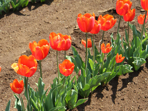 Tulipa cv. Orange Cassini