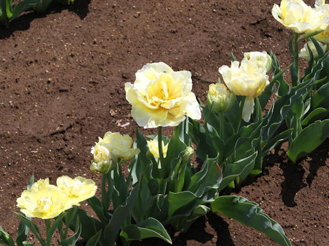 Tulipa cv. Verona