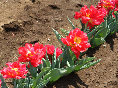 Tulipa cv. Flash Point