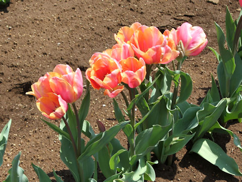 Tulipa cv. Dragon King