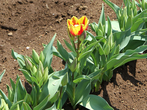 Tulipa cv. Colour Spectacle