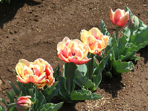 Tulipa cv. Wirosa