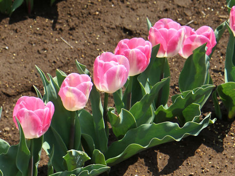 Tulipa cv. Innuendo