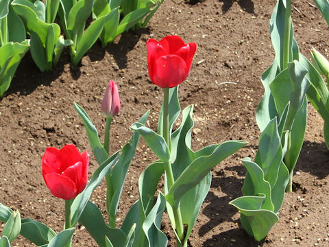 Tulipa cv. Ile de France