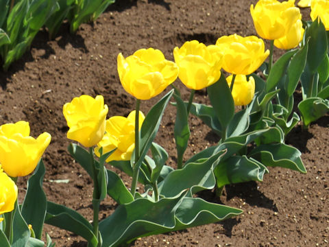 Tulipa cv. Yellow King