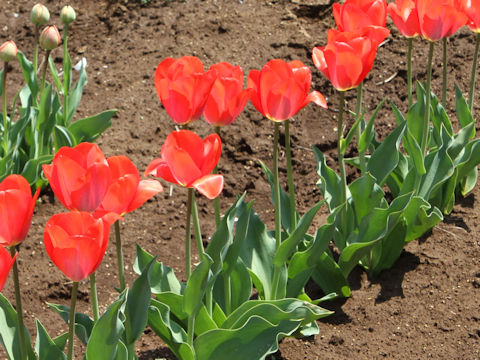 Tulipa cv. Orange Van Eijk