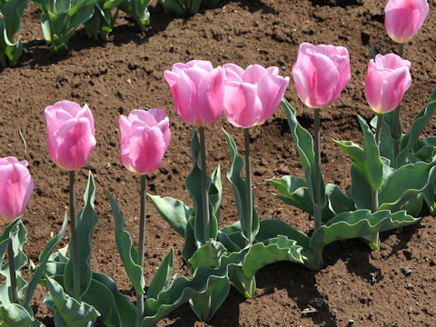 Tulipa cv. Sinaeda Amor