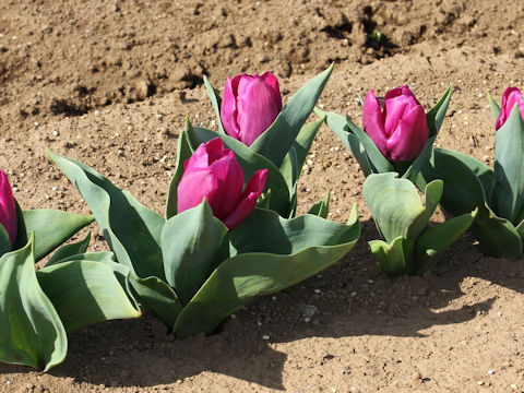 Tulipa cv. Purple Prince