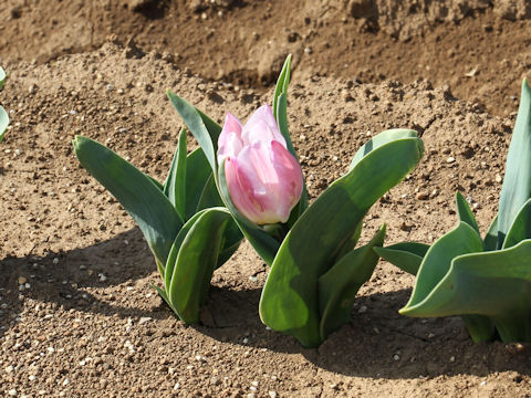 Tulipa cv. Sweet Flag