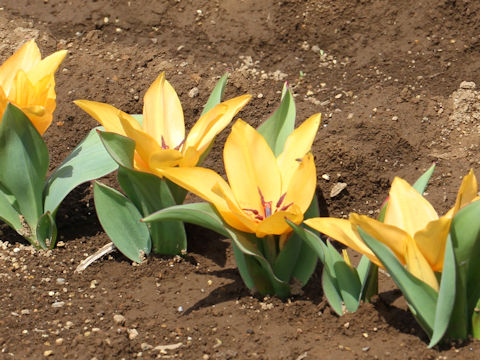 Tulipa cv. Praestans Moondance