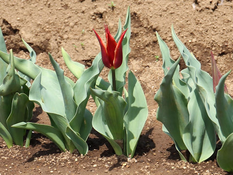 Tulipa cv. Aladdin